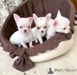 Foto №2 zu Ankündigung № 160943 zu verkaufen pudel (toy) - einkaufen Finnland quotient 	ankündigung, züchter