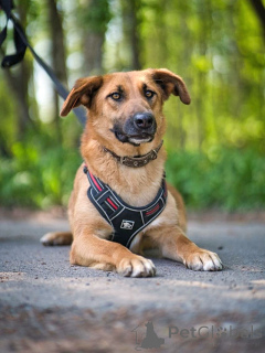 Foto №4. Ich werde verkaufen mischlingshund in der Stadt Moskova. quotient 	ankündigung - preis - Frei