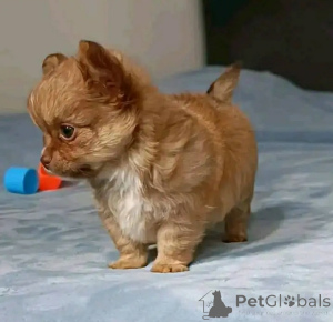 Foto №2 zu Ankündigung № 166544 zu verkaufen chihuahua - einkaufen USA züchter