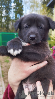 Foto №1. mischlingshund - zum Verkauf in der Stadt Minsk | Frei | Ankündigung № 45540