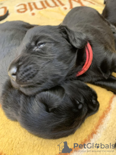 Foto №1. flat coated retriever - zum Verkauf in der Stadt Żary | verhandelt | Ankündigung № 107853