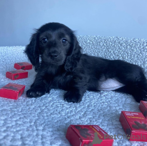 Foto №2 zu Ankündigung № 146291 zu verkaufen dackel - einkaufen USA quotient 	ankündigung