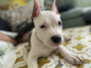 Foto №2 zu Ankündigung № 26773 zu verkaufen staffordshire bull terrier - einkaufen Estland vom kindergarten