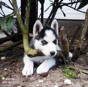 Foto №1. siberian husky - zum Verkauf in der Stadt Valga | 700€ | Ankündigung № 2257