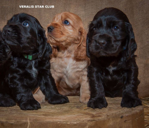 Foto №2 zu Ankündigung № 6368 zu verkaufen english cocker spaniel - einkaufen Ukraine vom kindergarten