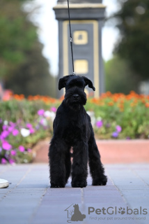 Foto №4. Ich werde verkaufen schnauzer in der Stadt Molodechno. vom kindergarten - preis - 857€