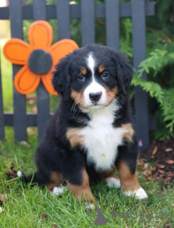 Foto №1. berner sennenhund - zum Verkauf in der Stadt Stockholm | verhandelt | Ankündigung № 97869