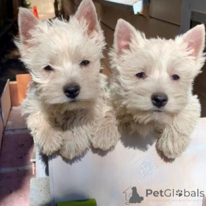 Foto №1. west highland white terrier - zum Verkauf in der Stadt Ansubrg | Frei | Ankündigung № 169208