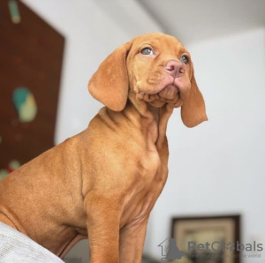 Foto №2 zu Ankündigung № 102949 zu verkaufen kurzhaariger ungarischer vorstehhund - einkaufen USA quotient 	ankündigung, vom kindergarten