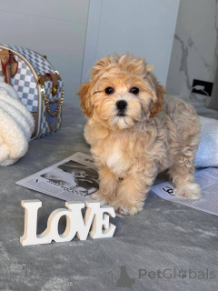 Foto №2 zu Ankündigung № 146117 zu verkaufen maltipu - einkaufen Amerikanisch-Samoa quotient 	ankündigung, vom kindergarten, aus dem tierheim, züchter