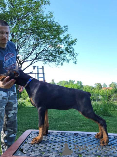 Foto №4. Ich werde verkaufen dobermann in der Stadt Obrenovac.  - preis - verhandelt