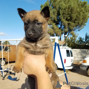 Foto №3. Belgische Malinois-Welpen verfügbar. Deutschland