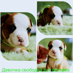 Foto №1. amerikanischer staffordshire terrier - zum Verkauf in der Stadt Донецк | 287€ | Ankündigung № 5148