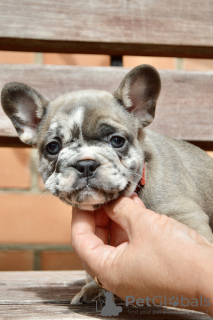 Foto №2 zu Ankündigung № 114392 zu verkaufen französische bulldogge - einkaufen Weißrussland züchter