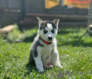 Foto №1. siberian husky - zum Verkauf in der Stadt Namsos | 350€ | Ankündigung № 170175