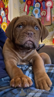 Foto №1. dogue de bordeaux - zum Verkauf in der Stadt Франкфурт-на-Майне | Frei | Ankündigung № 123926