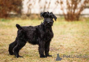 Foto №3. Kleiner Pariser kostbarer schwarzer Riesenschnauzer-Welpe zur Adoption. Luxemburg