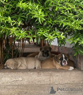 Foto №1. englische bulldogge - zum Verkauf in der Stadt Belgrad | verhandelt | Ankündigung № 106831