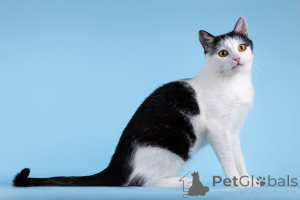 Foto №3. Charmante Katze Frog sucht ein Zuhause.. Russische Föderation