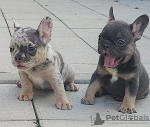 Zusätzliche Fotos: Französische Bulldoggen in exotischen