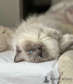 Foto №1. ragdoll-katze - zum Verkauf in der Stadt München | 300€ | Ankündigung № 109760