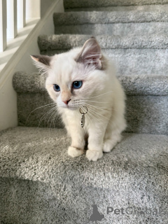 Foto №1. ragdoll-katze - zum Verkauf in der Stadt Zürich | 550€ | Ankündigung № 157772