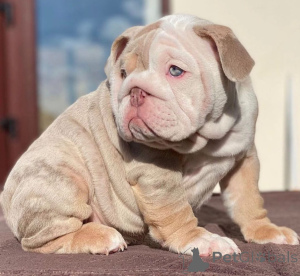Foto №1. englische bulldogge - zum Verkauf in der Stadt Helsinger | verhandelt | Ankündigung № 168255