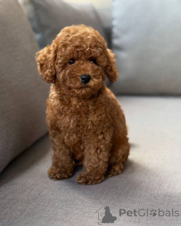 Foto №1. pudel (toy) - zum Verkauf in der Stadt Berlin | verhandelt | Ankündigung № 150828