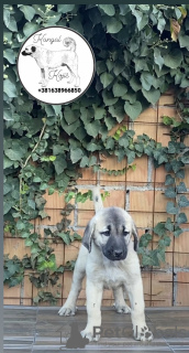 Zusätzliche Fotos: Türkische Kangal-Welpen zu verkaufen