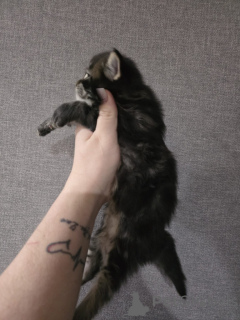 Foto №1. maine-coon-katze - zum Verkauf in der Stadt Innsbruck | 650€ | Ankündigung № 152379