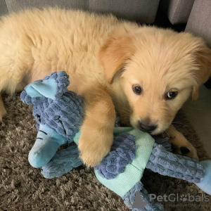 Foto №1. golden retriever - zum Verkauf in der Stadt Děčín | Frei | Ankündigung № 120794