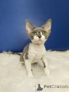 Foto №3. Gesunde Kätzchen von Devon River sind für Ihre Familie mit der Möglichkeit der. Deutschland