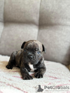 Foto №1. französische bulldogge - zum Verkauf in der Stadt Santa Cruz de la Sierra | verhandelt | Ankündigung № 115625