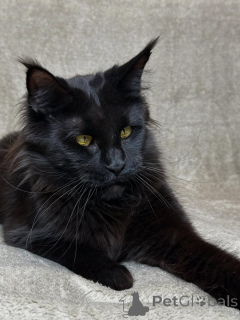 Foto №1. maine-coon-katze - zum Verkauf in der Stadt Asch | verhandelt | Ankündigung № 160069