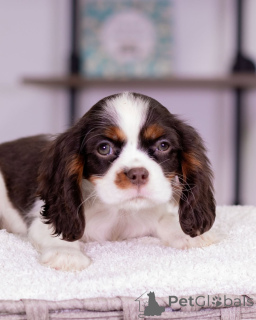 Foto №4. Ich werde verkaufen cavalier king charles spaniel in der Stadt Varmaland. züchter - preis - verhandelt