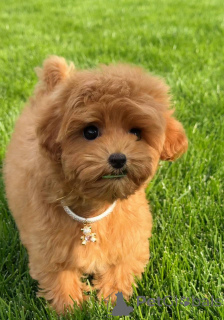 Foto №2 zu Ankündigung № 154731 zu verkaufen pudel (toy) - einkaufen Großbritannien quotient 	ankündigung