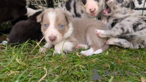 Foto №2 zu Ankündigung № 139943 zu verkaufen bearded collie, border collie - einkaufen USA 