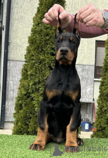 Zusätzliche Fotos: Dobermann-Welpen zu verkaufen