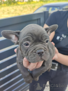 Zusätzliche Fotos: welpen der französischen bulldogge zu verkaufen