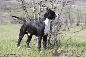 Foto №4. Paarung amerikanischer staffordshire terrier in Ukraine. Ankündigung № 7651