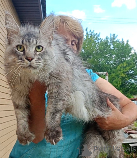 Foto №1. maine-coon-katze - zum Verkauf in der Stadt Roslavl | 850€ | Ankündigung № 149425