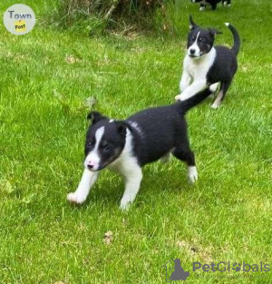 Foto №1. border collie - zum Verkauf in der Stadt Mailand | 250€ | Ankündigung № 117950