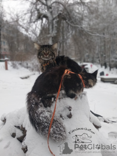 Foto №4. Ich werde verkaufen maine-coon-katze in der Stadt Kamenskoe. vom kindergarten, züchter - preis - 672€