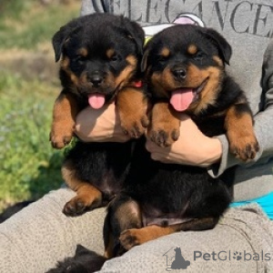 Foto №1. rottweiler - zum Verkauf in der Stadt Emden | verhandelt | Ankündigung № 174709