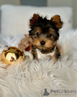 Foto №3. Entzückender Yorkie -Welpe zur Adoption zur Verfügung. USA