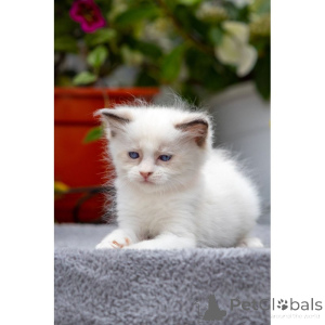 Foto №1. ragdoll-katze - zum Verkauf in der Stadt Glencoe | 350€ | Ankündigung № 174389