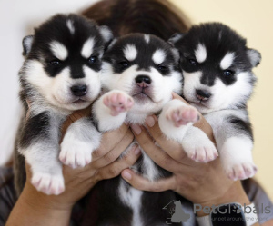 Foto №1. siberian husky - zum Verkauf in der Stadt Helsinki | verhandelt | Ankündigung № 118953