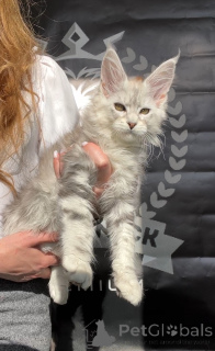 Foto №2 zu Ankündigung № 140841 zu verkaufen maine-coon-katze - einkaufen Russische Föderation vom kindergarten