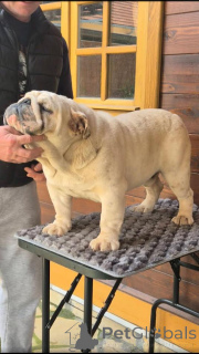 Foto №1.  - zum Verkauf in der Stadt Vilovo | verhandelt | Ankündigung № 138894