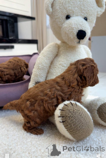 Foto №2 zu Ankündigung № 157432 zu verkaufen pudel (toy) - einkaufen Großbritannien quotient 	ankündigung